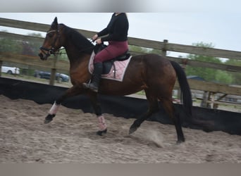 Sonstige Rassen, Stute, 12 Jahre, 160 cm, Brauner