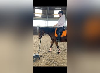 Sonstige Rassen, Stute, 12 Jahre, 160 cm, Brauner