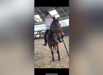 Sonstige Rassen, Stute, 12 Jahre, 160 cm
