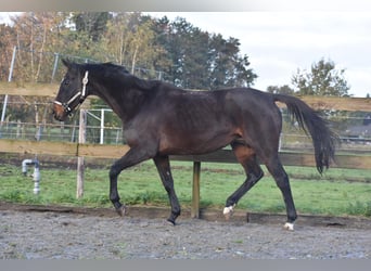 Sonstige Rassen, Stute, 12 Jahre, 162 cm, Dunkelbrauner