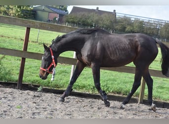 Sonstige Rassen, Stute, 12 Jahre, 162 cm, Dunkelbrauner