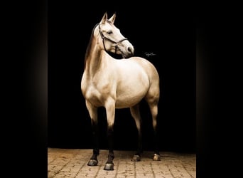 Sonstige Rassen, Stute, 12 Jahre, 163 cm, Buckskin
