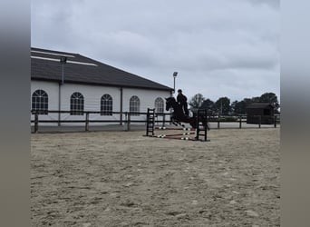 Sonstige Rassen, Stute, 12 Jahre, 164 cm, Schwarzbrauner