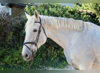 Sonstige Rassen, Stute, 12 Jahre, 166 cm, Apfelschimmel
