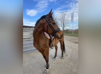 Sonstige Rassen, Stute, 12 Jahre, 167 cm, Brauner