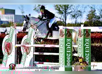 Sonstige Rassen, Stute, 12 Jahre, 173 cm, Schimmel