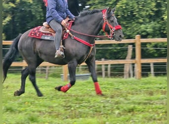 Sonstige Rassen, Stute, 12 Jahre, Rappe