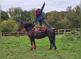 Sonstige Rassen, Stute, 12 Jahre, Rappe