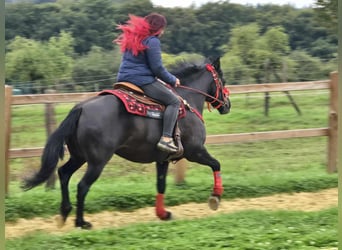 Sonstige Rassen, Stute, 12 Jahre, Rappe