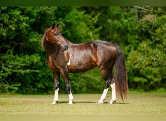 Sonstige Rassen, Stute, 12 Jahre, Rotbrauner