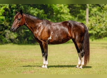 Sonstige Rassen, Stute, 12 Jahre, Rotbrauner