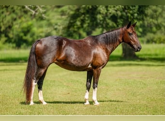 Sonstige Rassen, Stute, 12 Jahre, Rotbrauner