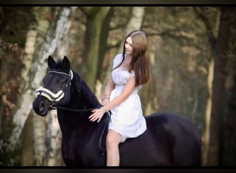 Sonstige Rassen Mix, Stute, 13 Jahre, 135 cm, Rappe