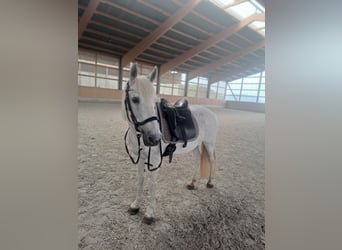Sonstige Rassen, Stute, 13 Jahre, 140 cm, Fliegenschimmel