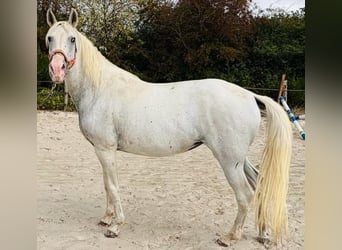 Sonstige Rassen, Stute, 13 Jahre, 149 cm, White