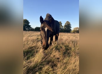 Sonstige Rassen Mix, Stute, 13 Jahre, 155 cm, Brauner