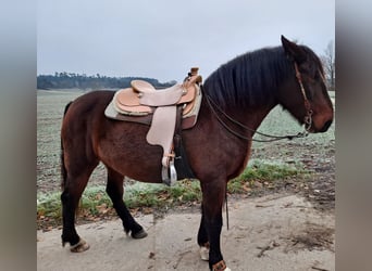 Sonstige Rassen Mix, Stute, 13 Jahre, 155 cm, Rotbrauner