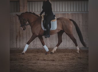 Sonstige Rassen, Stute, 13 Jahre, 157 cm, Dunkelfuchs