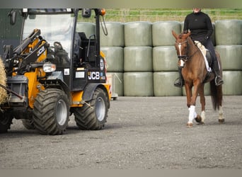Sonstige Rassen, Stute, 13 Jahre, 157 cm, Dunkelfuchs