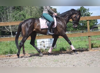 Sonstige Rassen, Stute, 13 Jahre, 158 cm, Brauner
