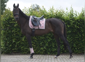 Sonstige Rassen, Stute, 13 Jahre, 158 cm, Brauner