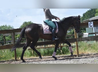 Sonstige Rassen, Stute, 13 Jahre, 158 cm, Brauner