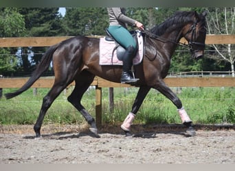 Sonstige Rassen, Stute, 13 Jahre, 158 cm, Brauner