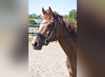 Sonstige Rassen, Stute, 13 Jahre, 158 cm, Fuchs