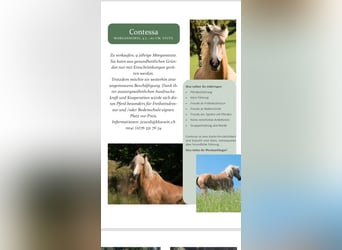 Sonstige Rassen, Stute, 13 Jahre, 160 cm, Falbe