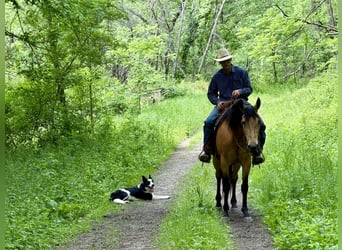 Sonstige Rassen, Stute, 13 Jahre, Buckskin