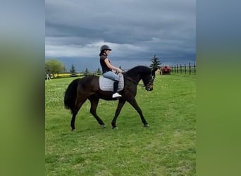 Sonstige Rassen, Stute, 14 Jahre, 142 cm, Brauner