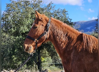 Sonstige Rassen, Stute, 14 Jahre, 142 cm, Fuchs