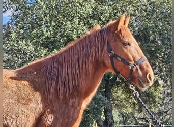 Sonstige Rassen, Stute, 14 Jahre, 142 cm, Fuchs