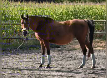 Sonstige Rassen, Stute, 14 Jahre, 144 cm, Brauner