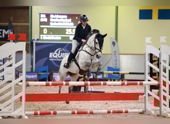 Sonstige Rassen, Stute, 14 Jahre, 146 cm, Schimmel