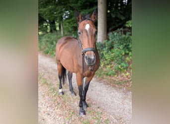 Sonstige Rassen Mix, Stute, 14 Jahre, 155 cm, Brauner