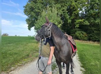 Sonstige Rassen, Stute, 14 Jahre, 155 cm, Rappe