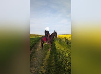 Sonstige Rassen, Stute, 14 Jahre, 155 cm, Rappe