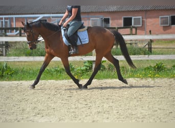 Sonstige Rassen, Stute, 14 Jahre, 157 cm, Brauner