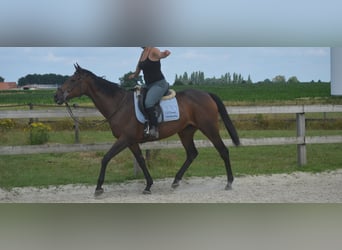 Sonstige Rassen, Stute, 14 Jahre, 160 cm, Brauner