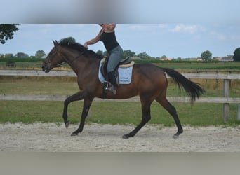Sonstige Rassen, Stute, 14 Jahre, 160 cm, Brauner