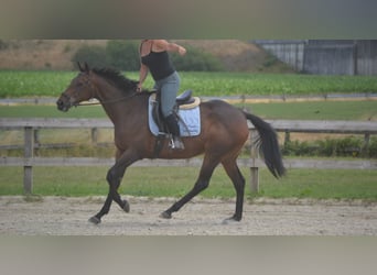 Sonstige Rassen, Stute, 14 Jahre, 160 cm, Brauner