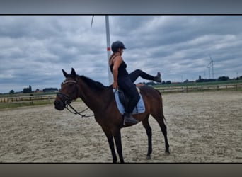 Sonstige Rassen, Stute, 14 Jahre, 160 cm, Brauner