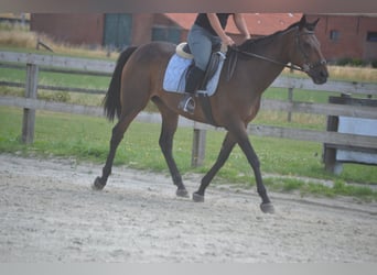 Sonstige Rassen, Stute, 14 Jahre, 160 cm, Brauner