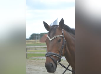 Sonstige Rassen, Stute, 14 Jahre, 160 cm, Brauner