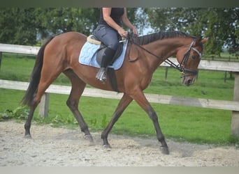 Sonstige Rassen, Stute, 14 Jahre, 161 cm, Brauner