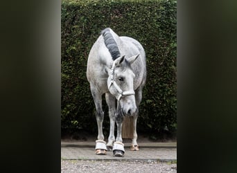 Sonstige Rassen, Stute, 14 Jahre, 162 cm, Apfelschimmel