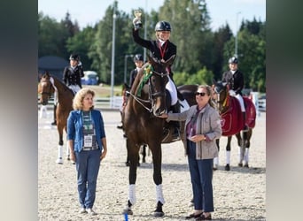 Sonstige Rassen, Stute, 14 Jahre, 172 cm, Dunkelbrauner