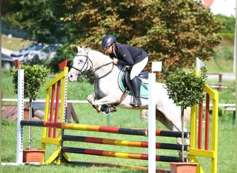 Sonstige Rassen, Stute, 15 Jahre, 138 cm, Tigerschecke