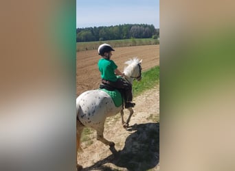 Sonstige Rassen, Stute, 15 Jahre, 138 cm, Tigerschecke